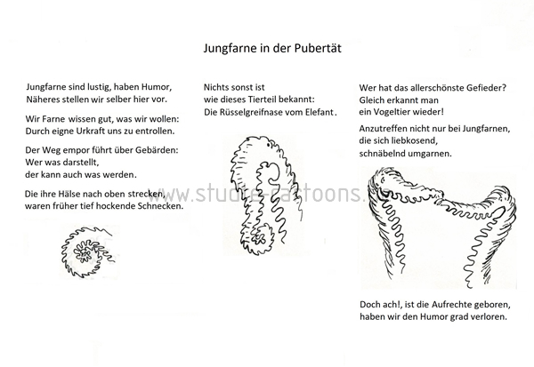 Farne, Farnwedel, Ausrollen, lustige Formen, Erwachsenwerden, Pubertät, Entwicklung, Pflanzenwuchs